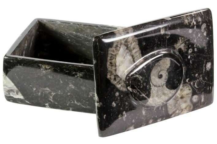 Fossil Orthoceras/Goniatite Box (Rectangle) - Stoneware #70733